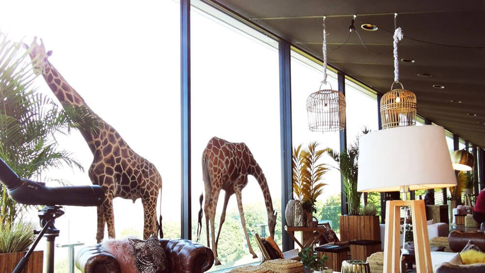 giraffen